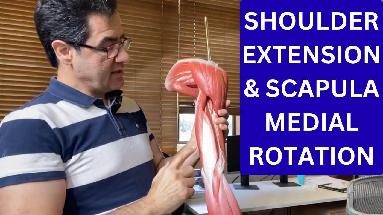Shoulder Extension & Scapula Medial Rotation: What You NEED To Know