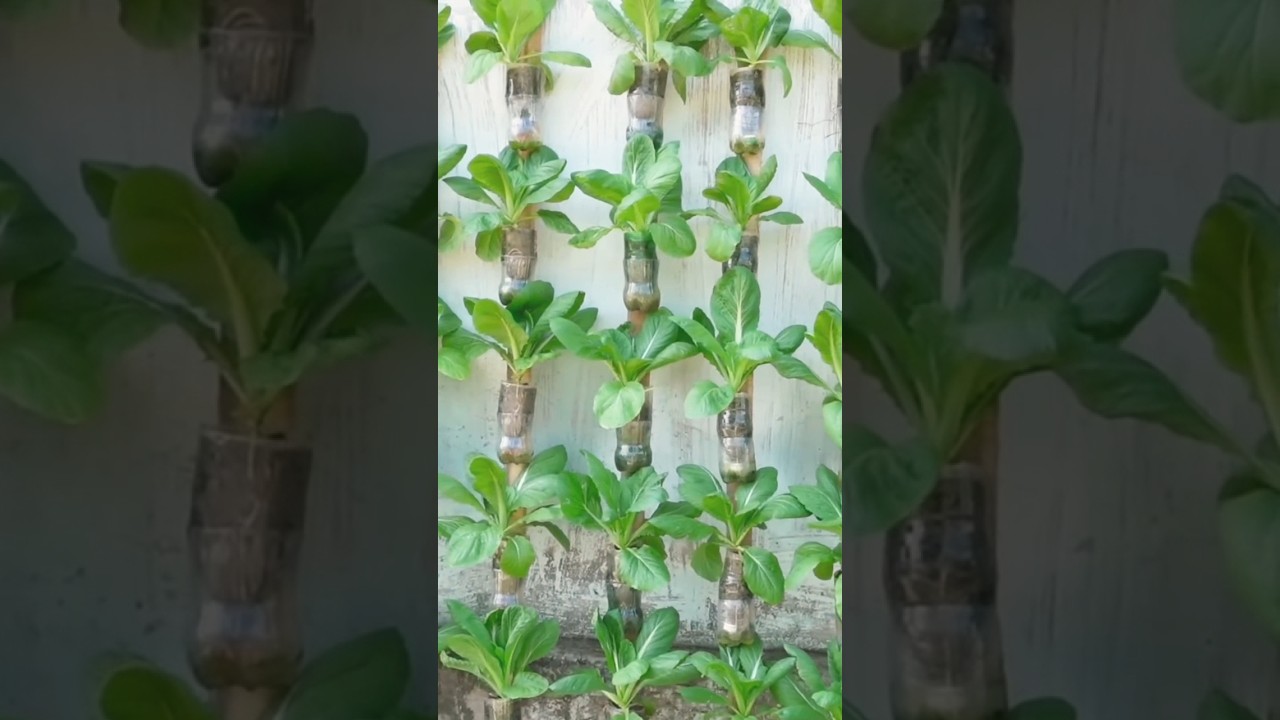 menanam sayuran sawi dengan botol bekas #vegetablegarden #easygarden #feedshort