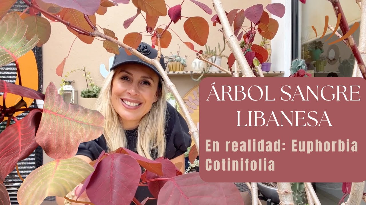 ¿Conoces al árbol sangre libanesa? Hoy te lo presento