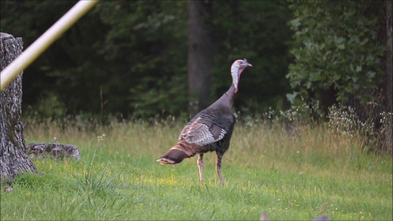 Turkey & Deer - Hickory County MO
