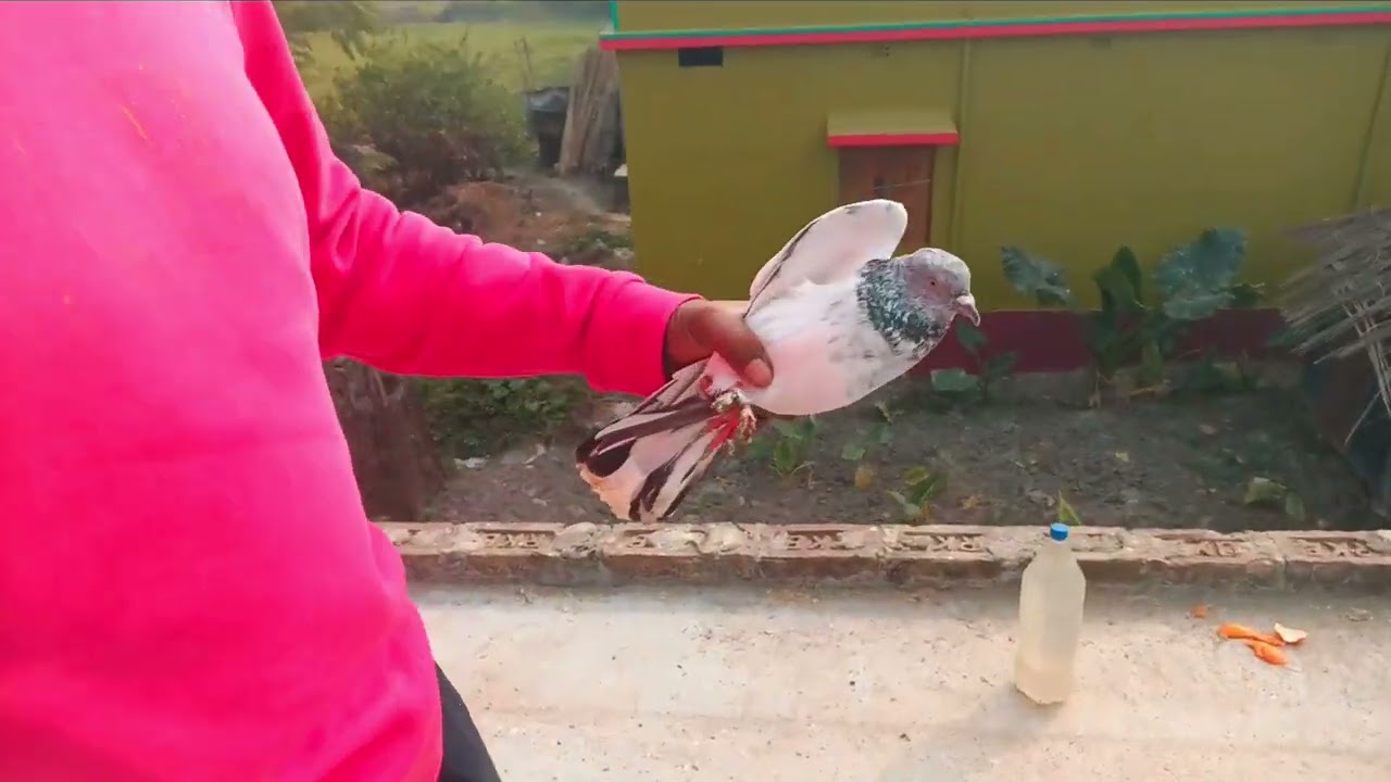 বিদ্যুৎদার কিছু পুরনো জেনারেশন এর কবুতর ... 🐦🦜🦜🐦🐦....