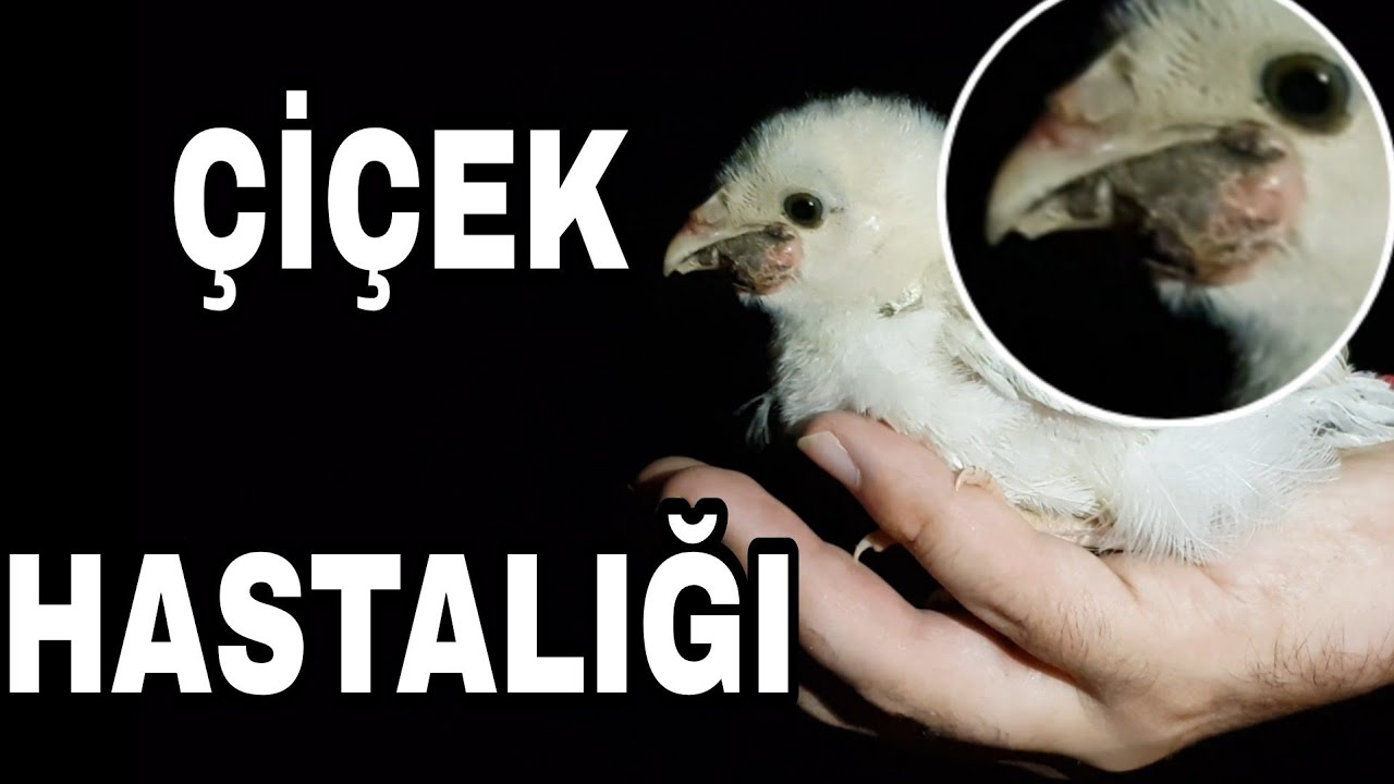 ÇİÇEK HASTALIĞI NASIL TEDAVİ EDİLİR ? TAVUKLARDA ÇİÇEK HASTALIĞI