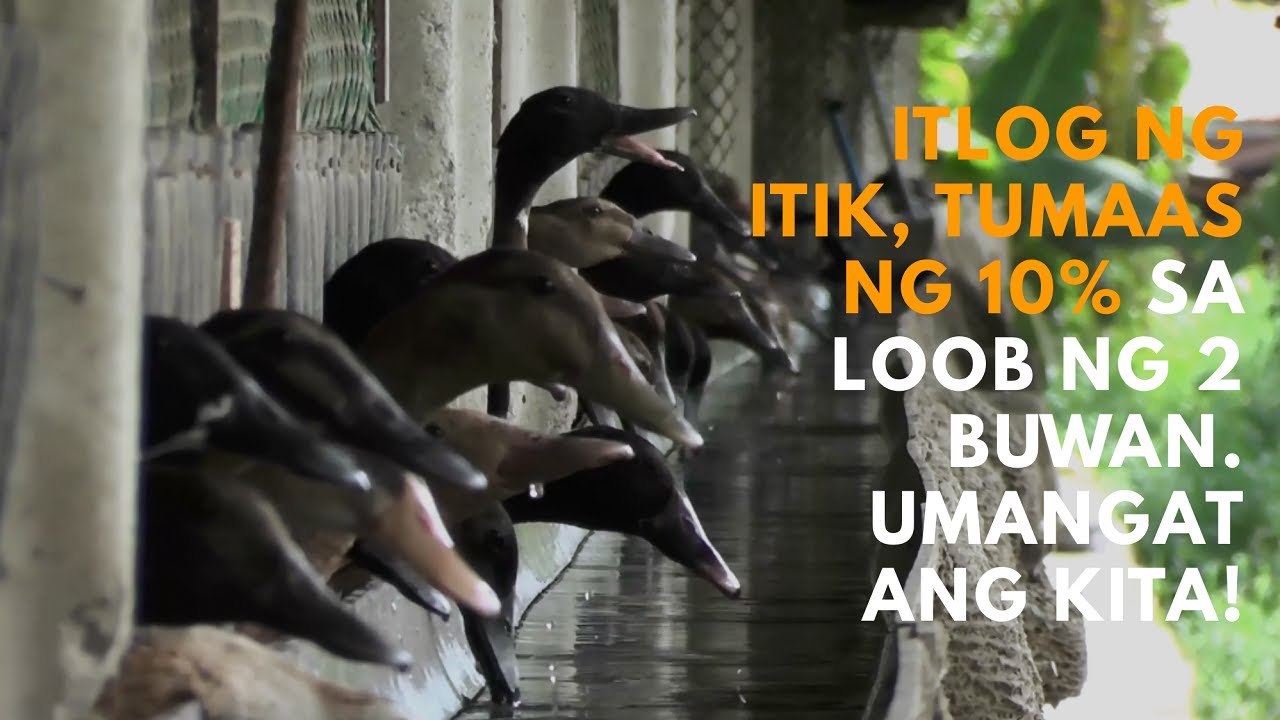 Itlog ng Itik, Tumaas ng 10% sa Loob ng 2 Buwan. Umangat Ang Kita.