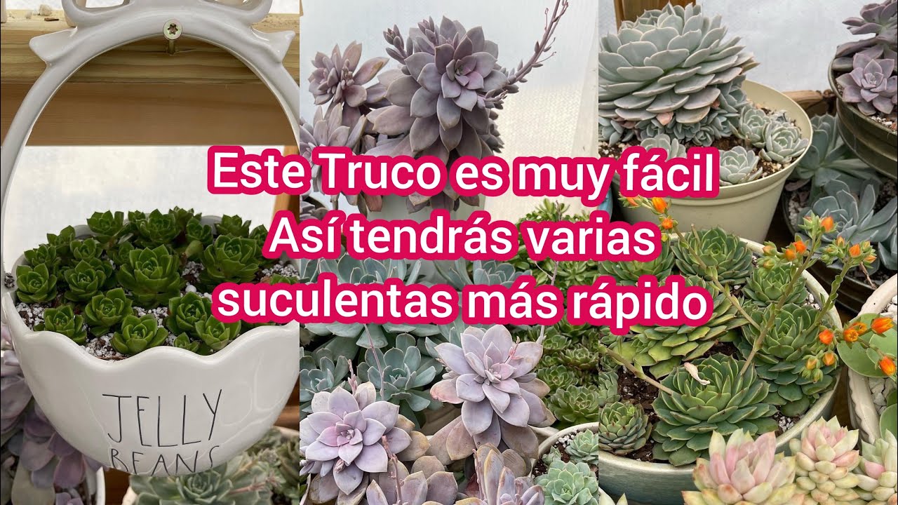 Así tendrás varias suculentas más rápido