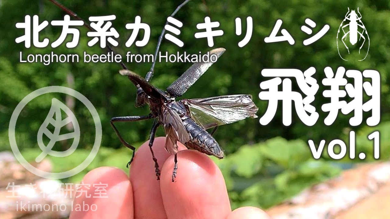 【北海道の昆虫】北方系カミキリムシの飛翔　vol.1
