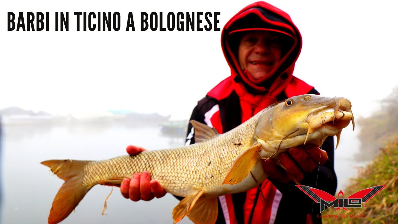 MILO TV - Pesca in Bolognese in Ticino