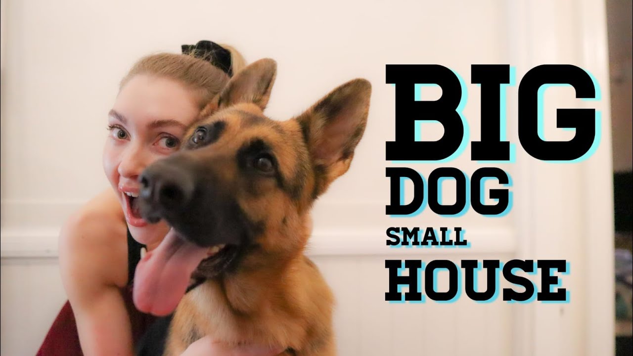 Owning a big dog and living in a small house