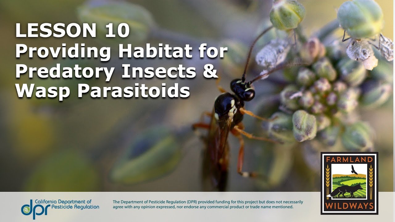 Providing Habitat for Predatory Insects and Wasp Parasitoids Webinar