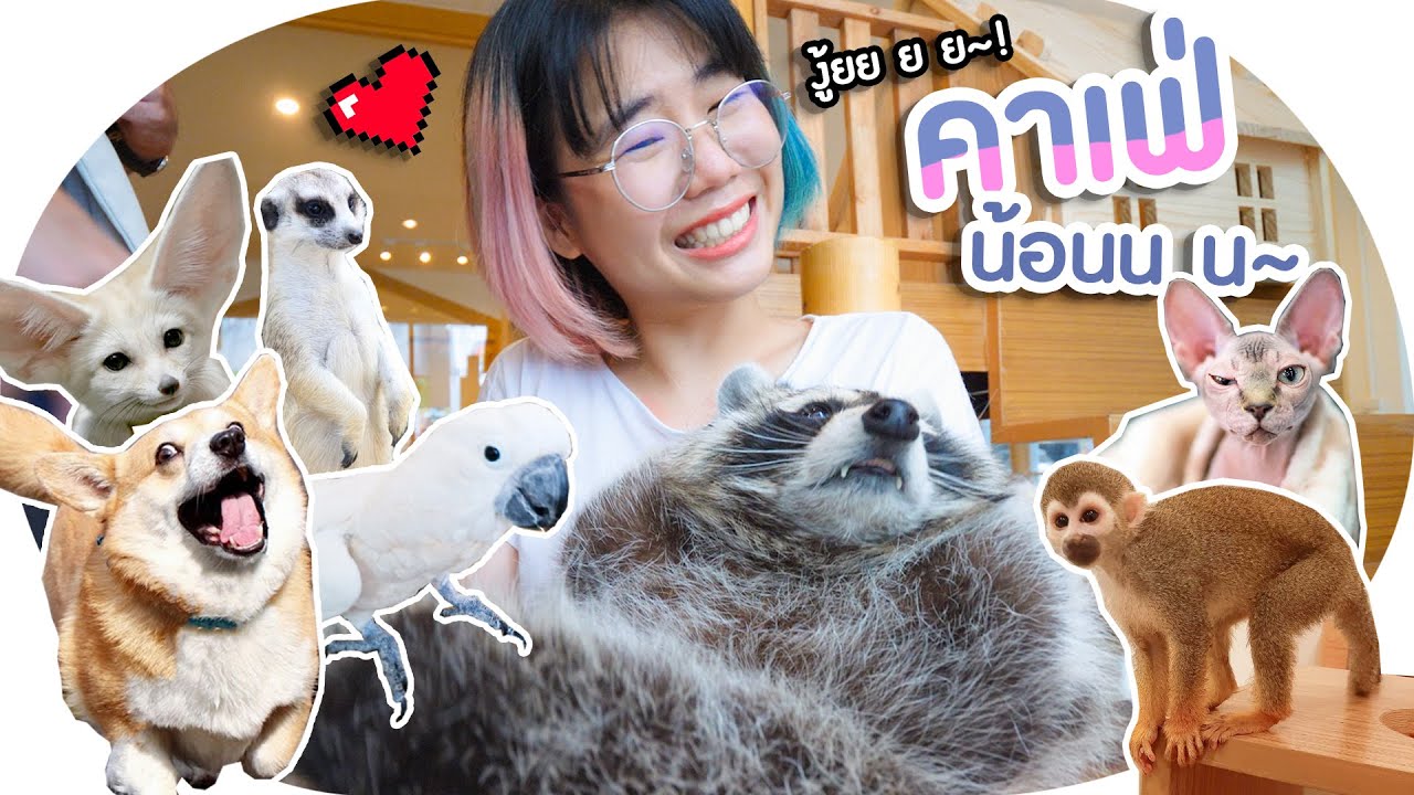 น้อนๆอ้อนแขกเก่งงงง! คาเฟ่สัตว์ Little zoo cafe🦊🦘🦝💓▲ GZR Gozziira