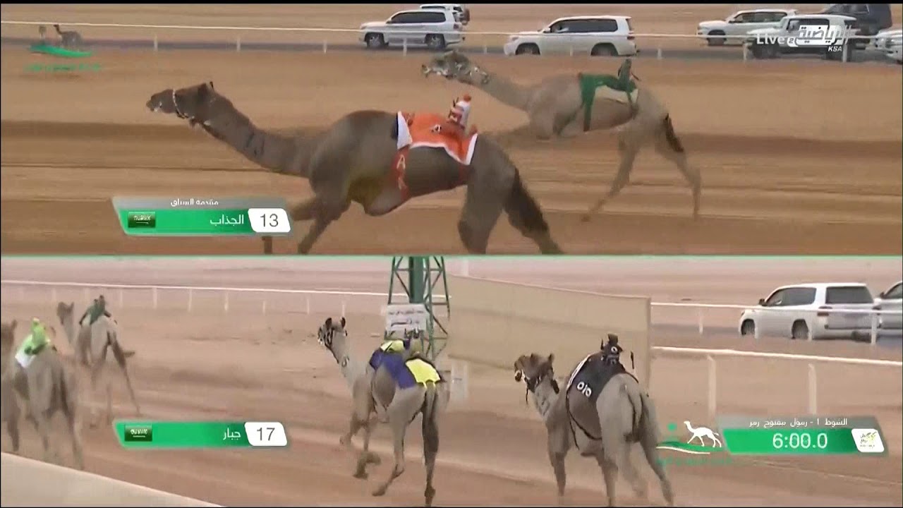 Round 1 in Last Day of Rumah Camel Race