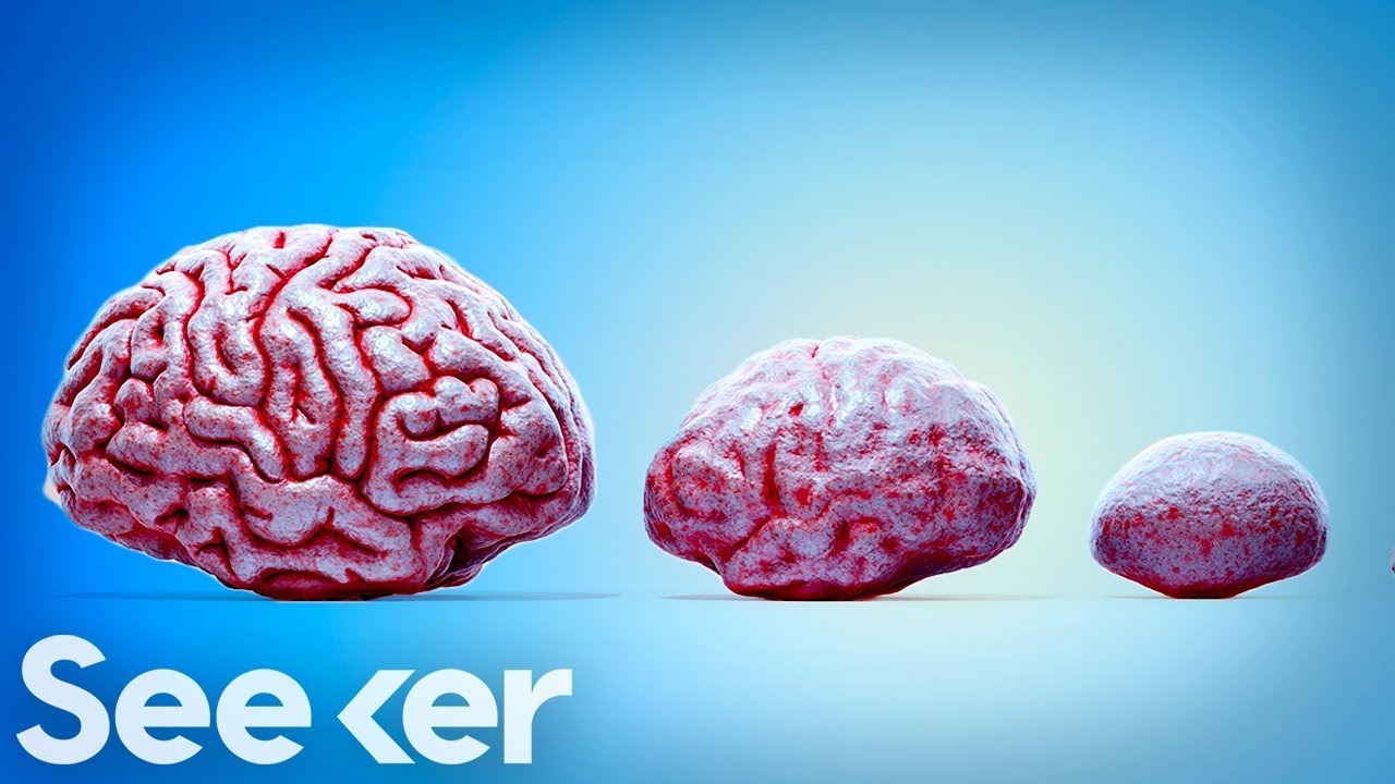 This Lab-Grown Brain Made a Muscle TWITCH, Here&rsquo;s How