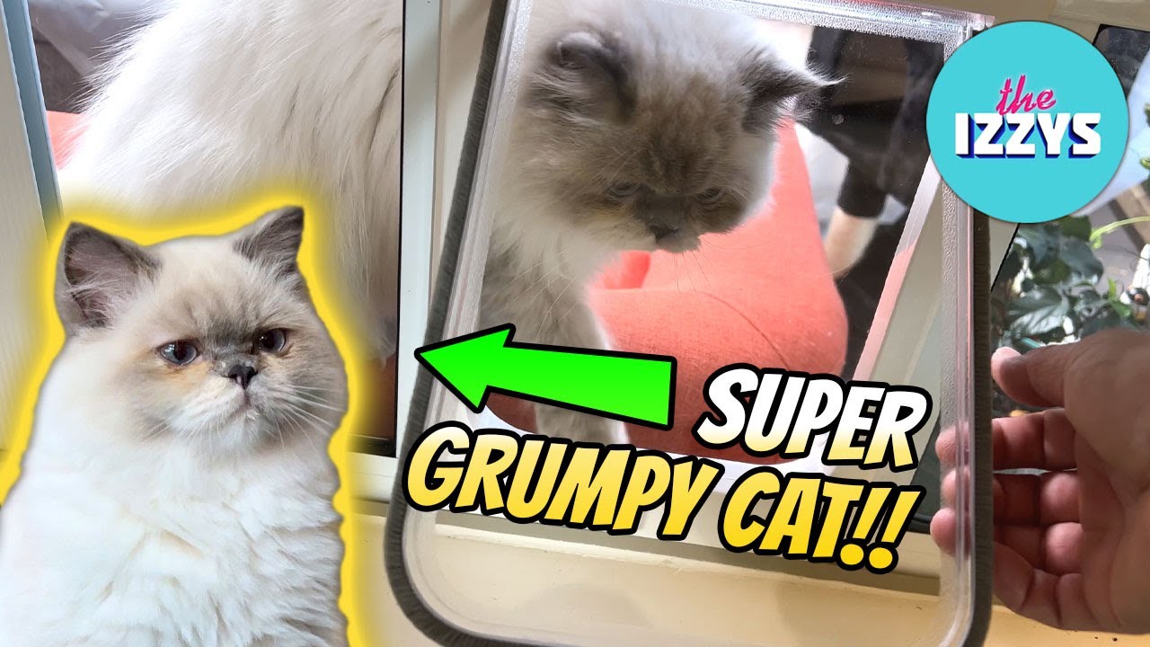 How To Door Train Your Angry Cat!!!