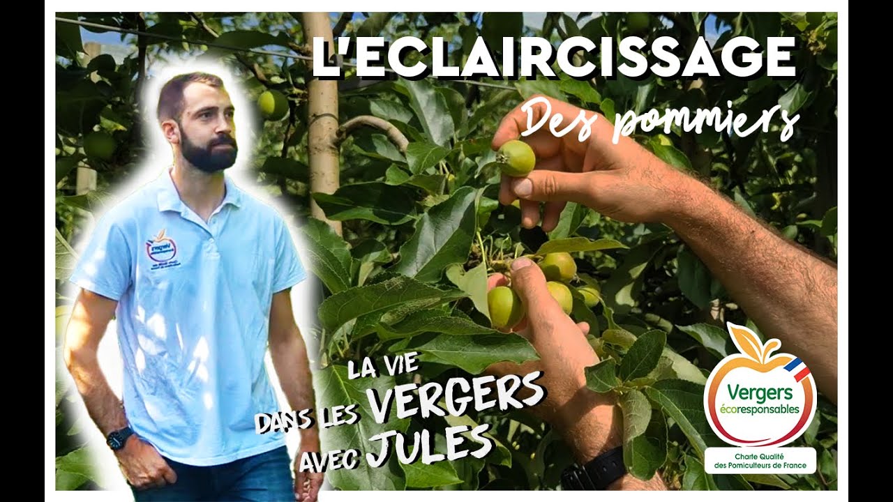 Tuto : L'&eacute;claircissage des pommiers - Dans les vergers avec Jules