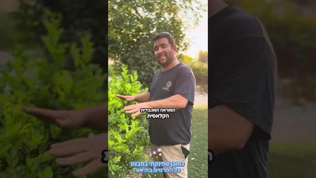 הכירו את הזן החדש מוריה מכבדית אקזוטיקה - שיח מושלם לגדר חיה