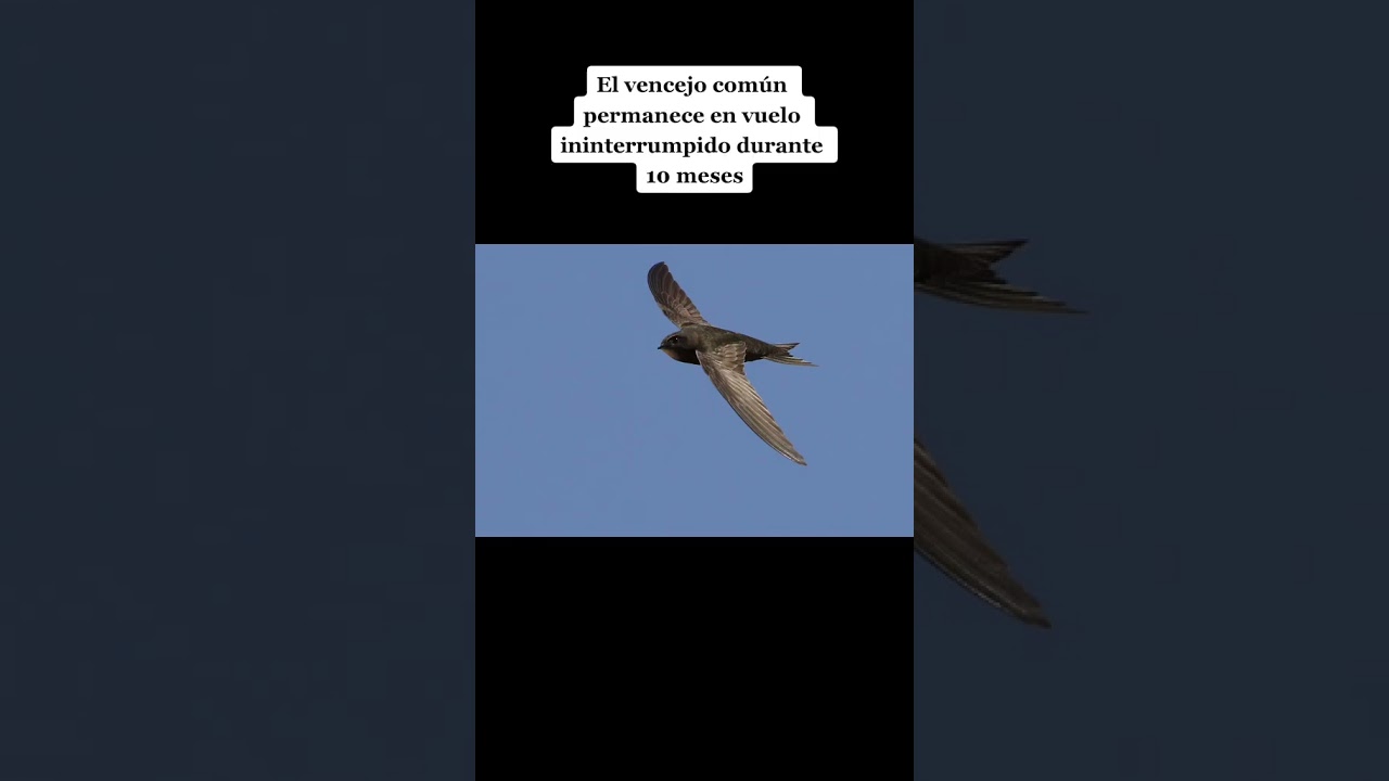 #preguntasreddit #preguntasyrespuestas #historiasdereddit