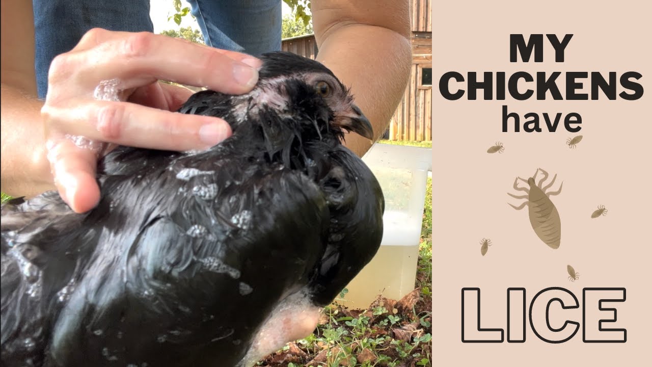 Treating Chickens for Lice | Chicken Bath Day!