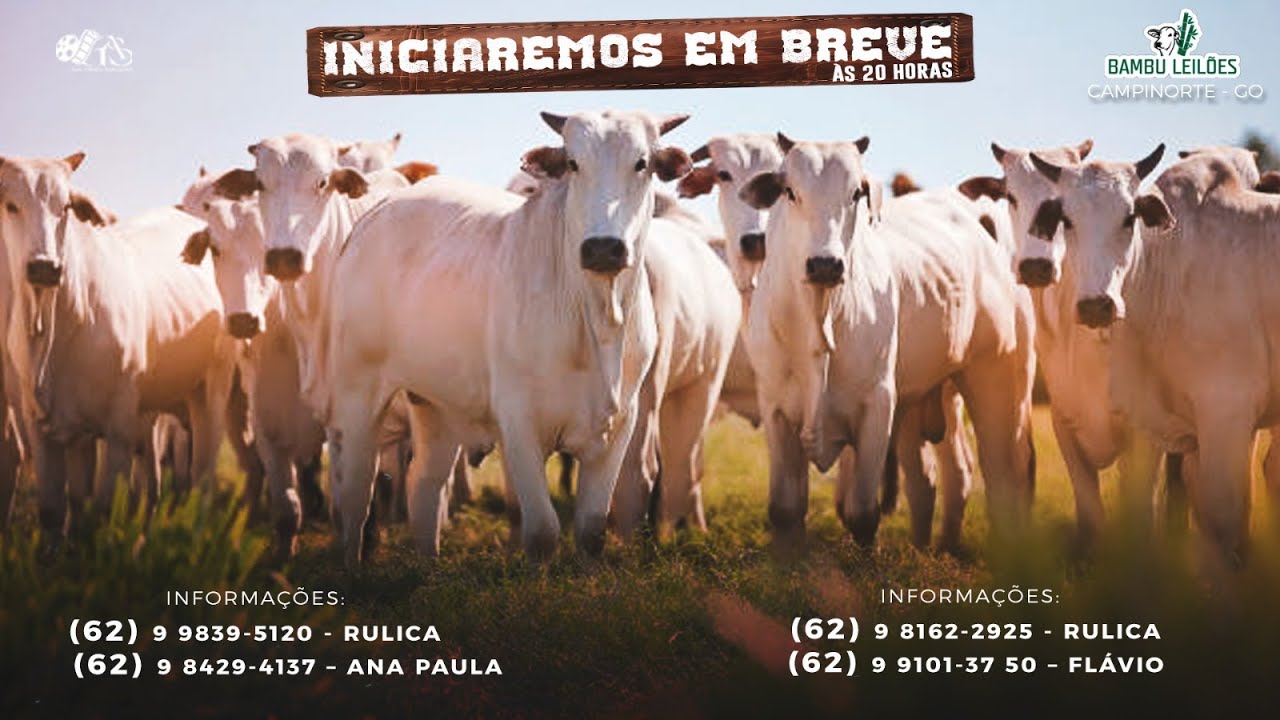 LEILÃO ESPECIAL BAMBU LEILÕES   -  CAMPINORTE - GOIÁS 30 /12/2026