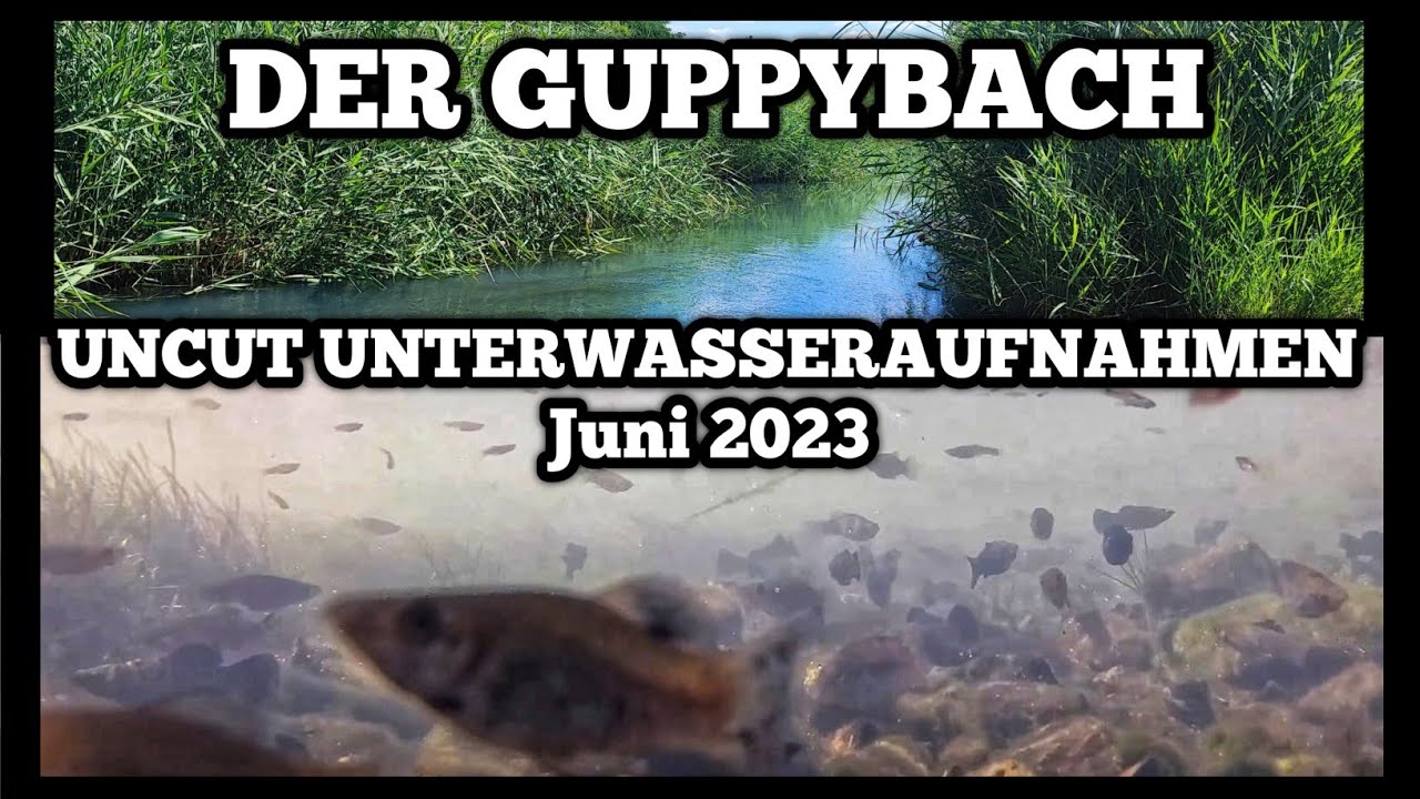 GEHEIMER GUPPYBACH Juni 2023 I UNTERWASSERAUFNAHMEN I UNCUT