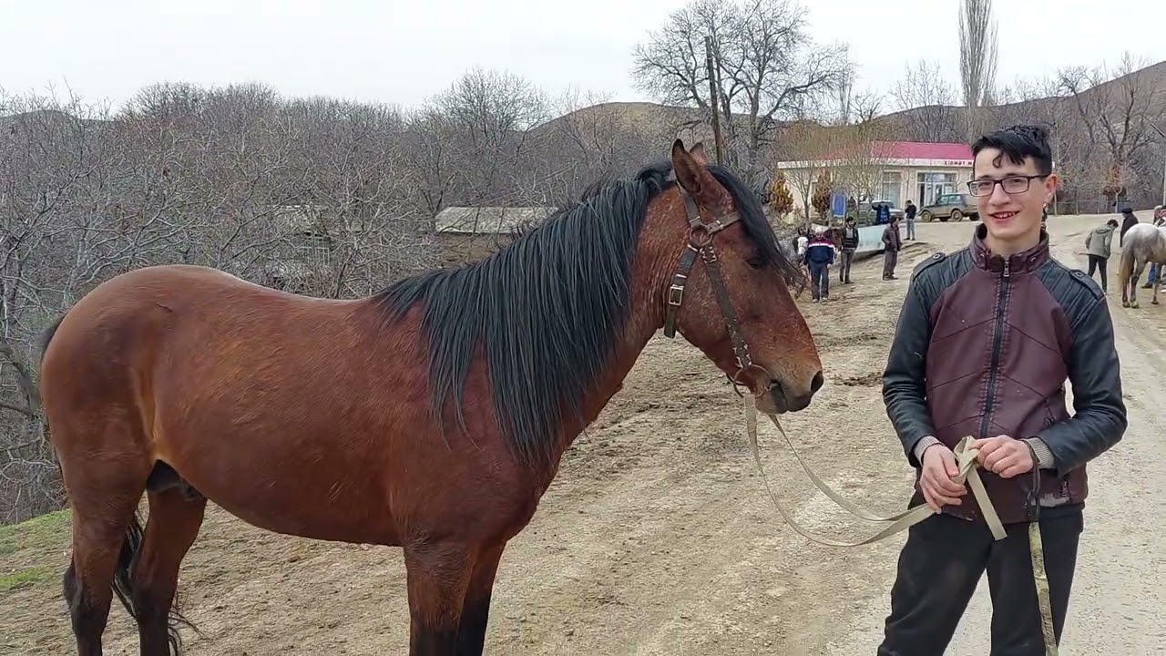 At yarışmasına hazırlıq