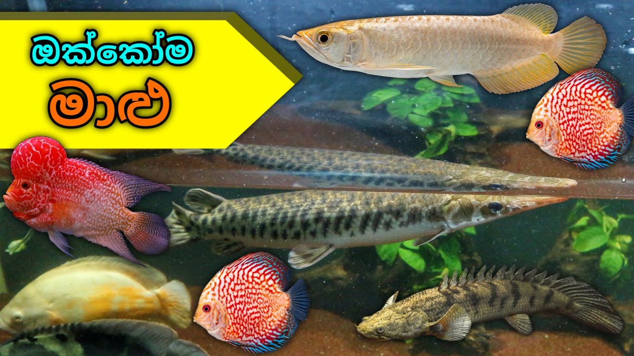 අපිට අයිති දේවල් | All Tanks