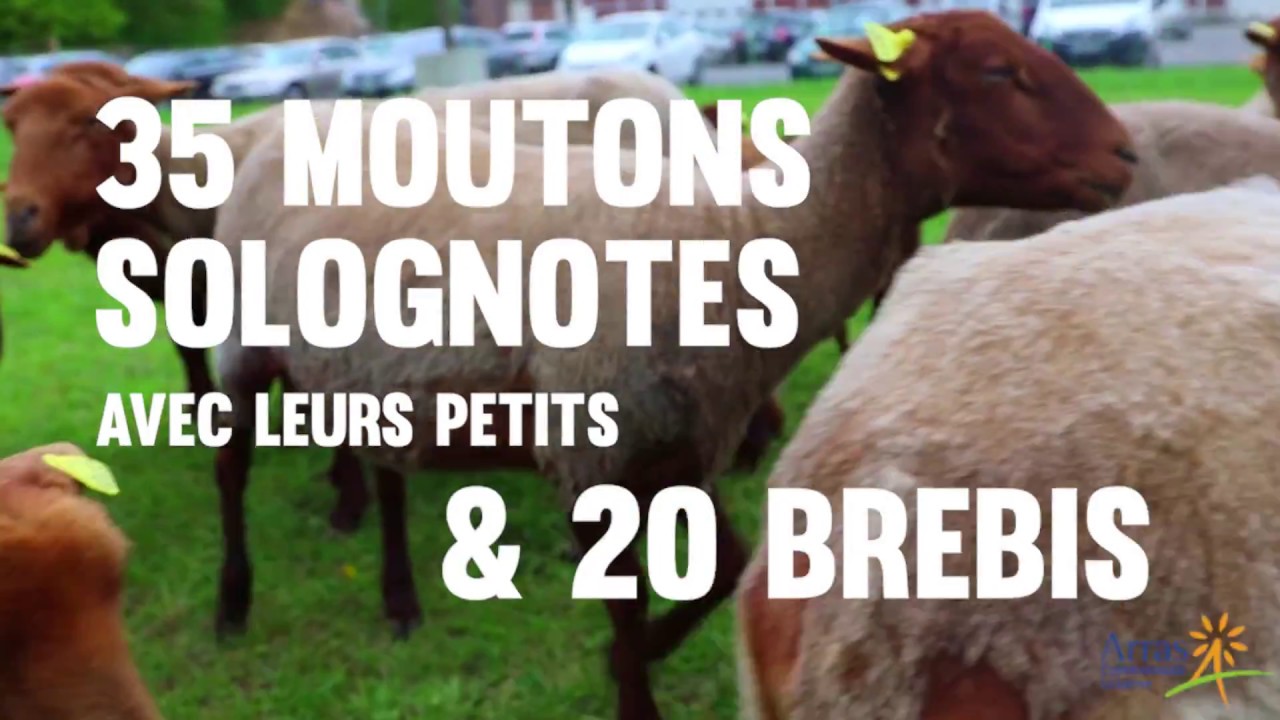 Des moutons et des brebis en liberté pour entretenir la Citadelle d'Arras