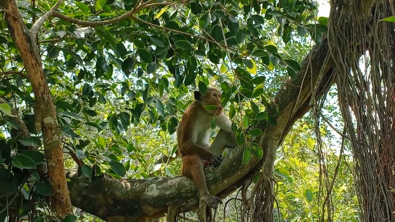 monkeys funny #shortvideo