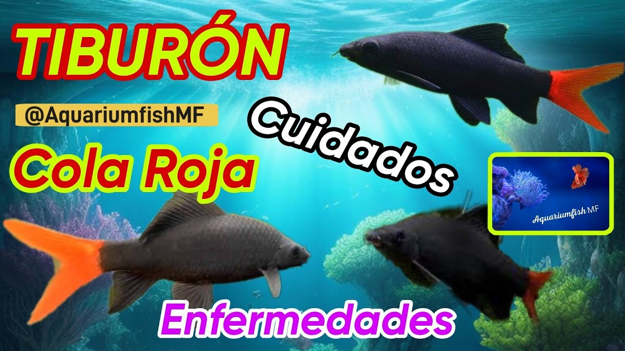 Tiburón Cola roja - Epalzeorhynchos bicolor | Cuidados y mantenimiento