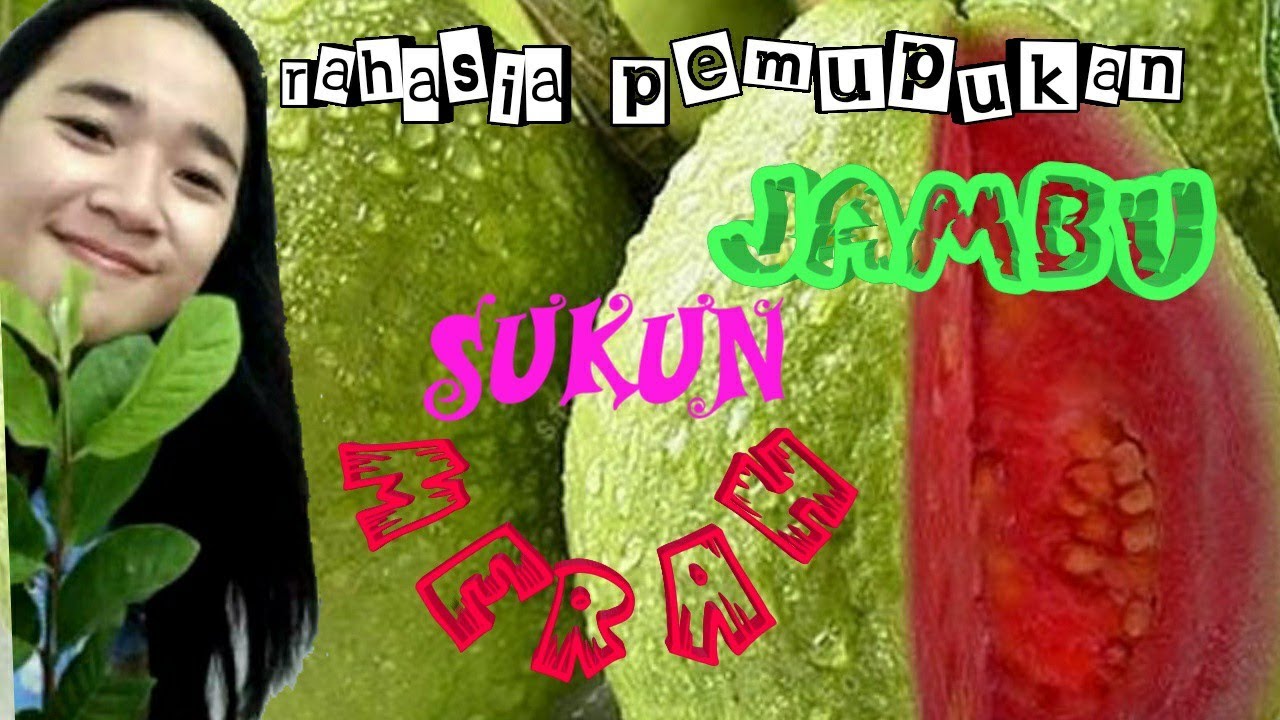 JAMBU SUKUN MERAH | PEMUPUKAN JAMBU SUKUN MERAH