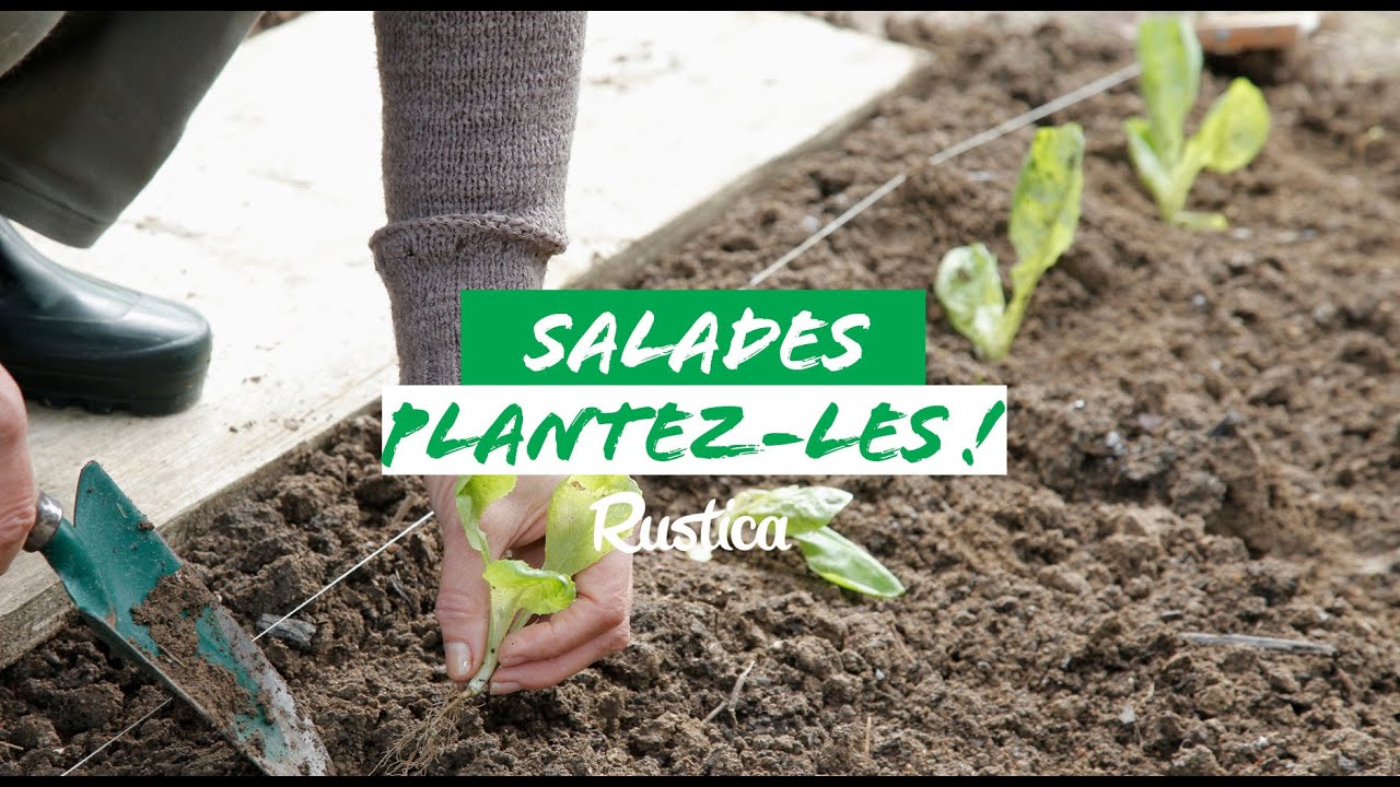 Planter les salades