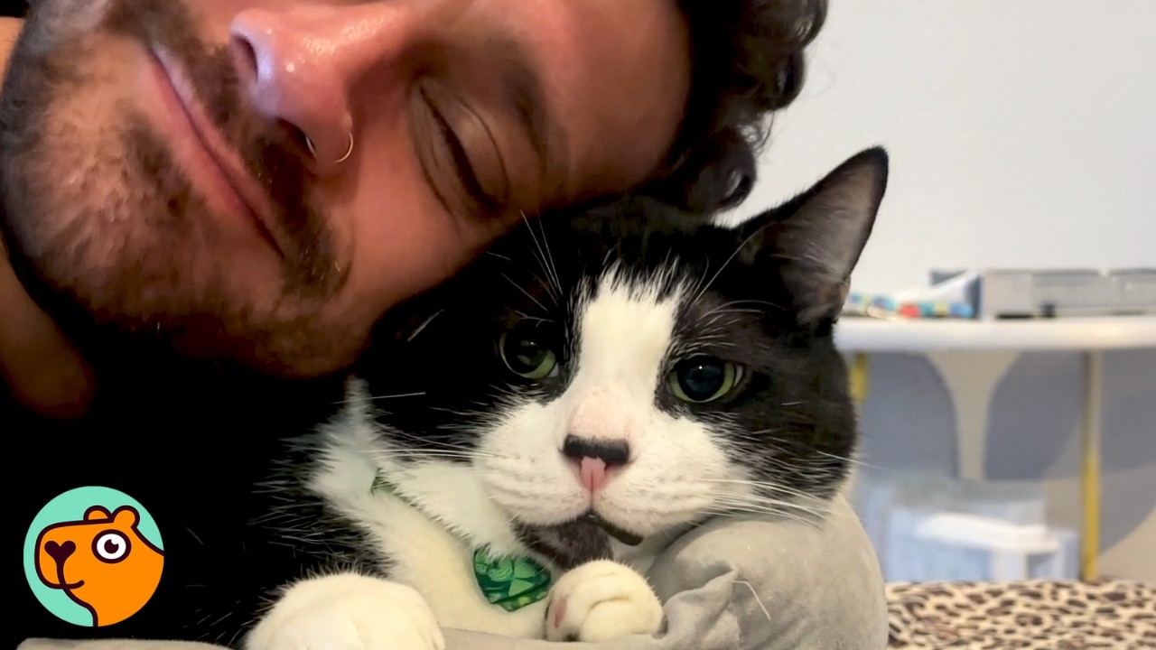 Rescue Cat Follows Dad Everywhere And Ignores Mom | Cuddle Buddies