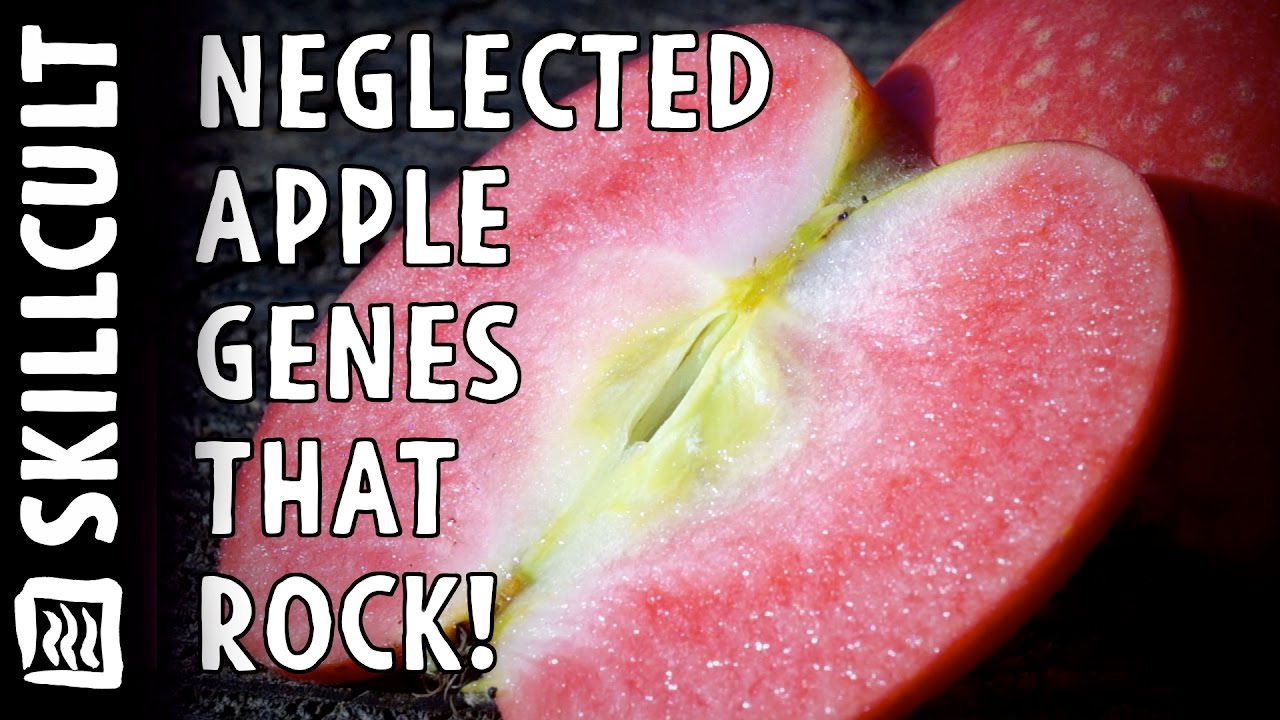 Neglected Genes for Breeding New Apples! + How To Cross Pollinate