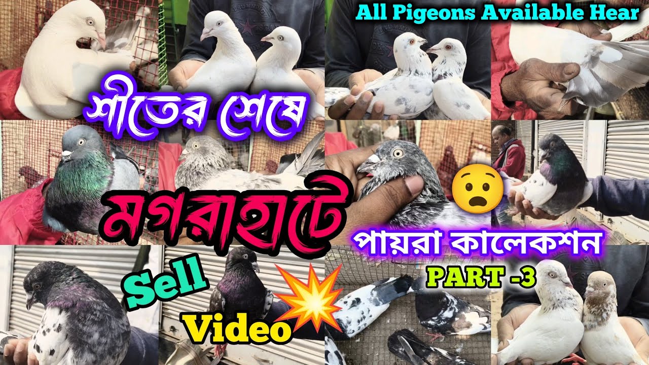 মগরাহাট মানে দূর্দান্ত কালেকশন🔥 মগরাহাট নতুন ভিডিও.
