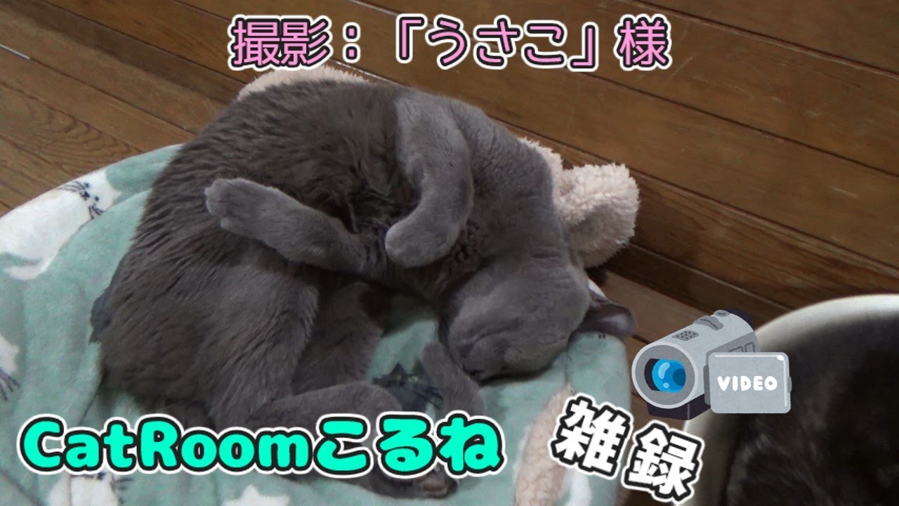 「うさこ」様に撮っていただきました【CatRoomこるね　雑録】