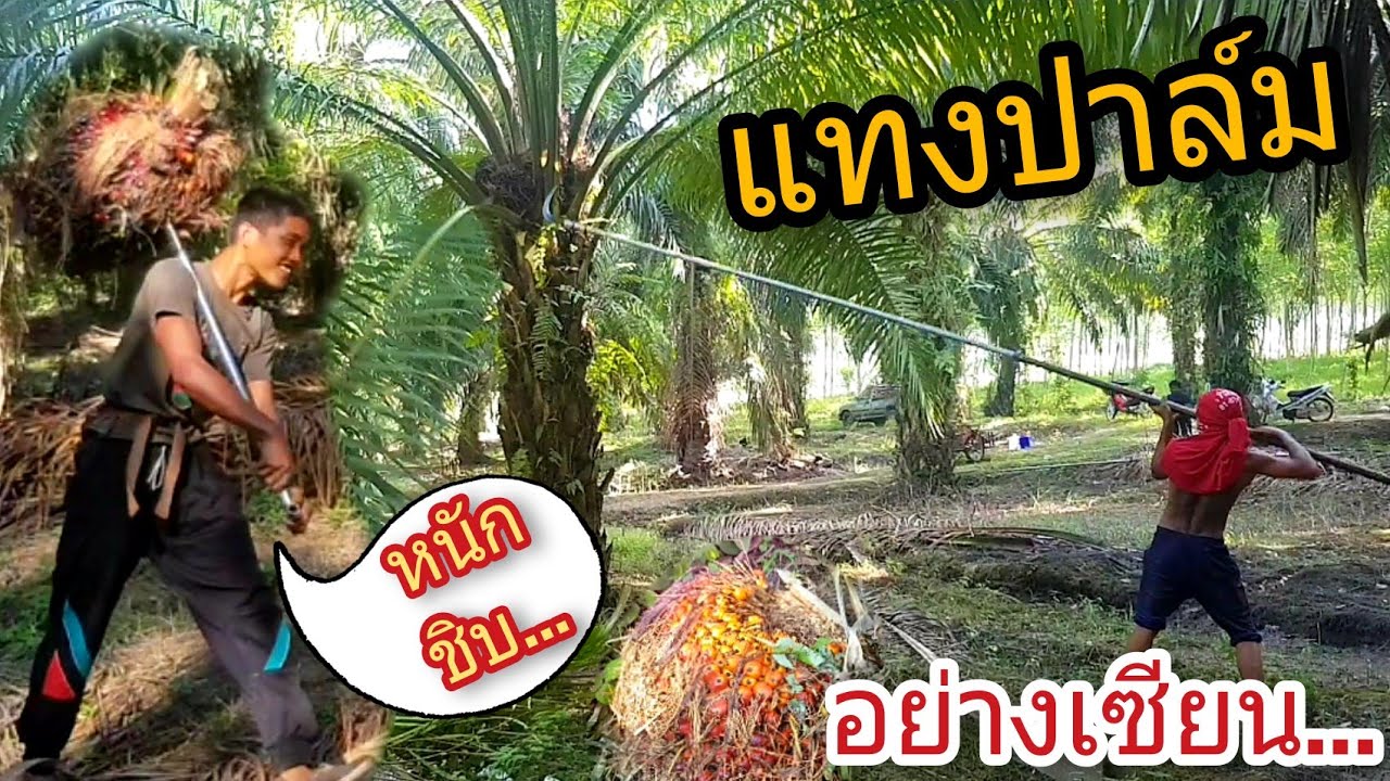 ไปดูการแทงปาล์ม @ สวนปาล์มน้องไออุ่น จ.สุราษฎร์ธานี