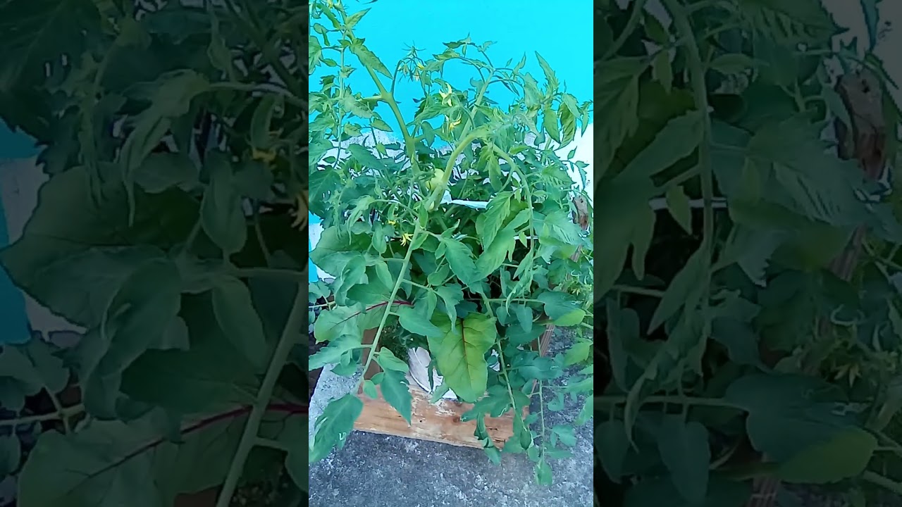 container gardening #St.Lucia#growyourownfood