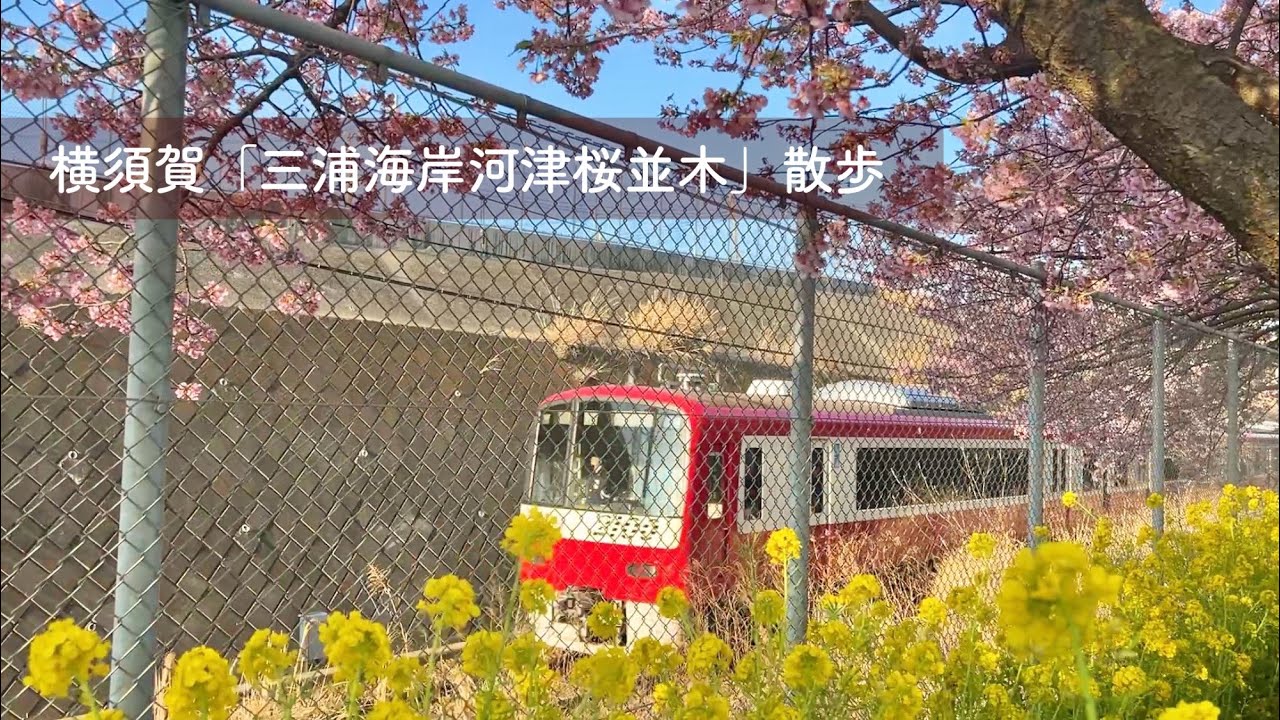 横須賀「三浦海岸熱海桜並木」散歩
