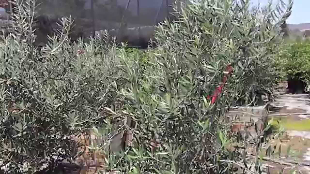 Arizona Fruitless Olive - aka Swan Hill Fruitless Olive Tree Clone