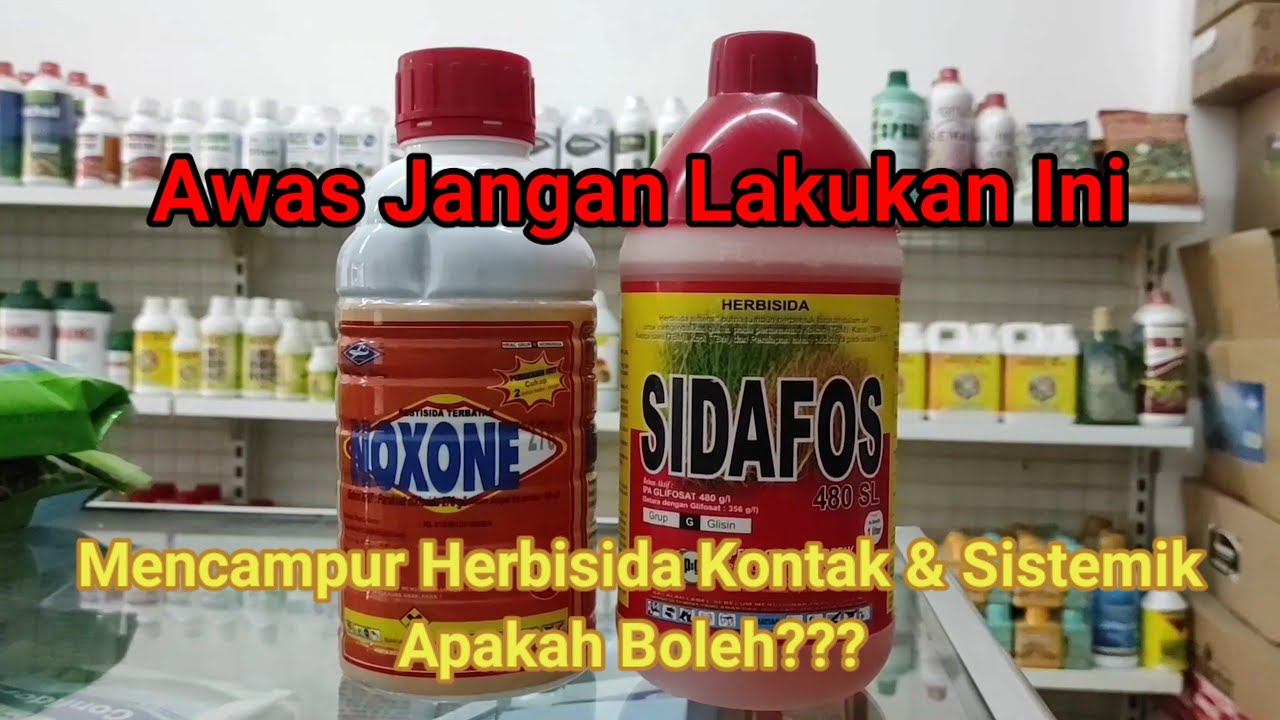 Bolehkah Mencampur HERBISIDA KONTAK & SISTEMIK?? Bisakah Noxone + Sidafos di campur???