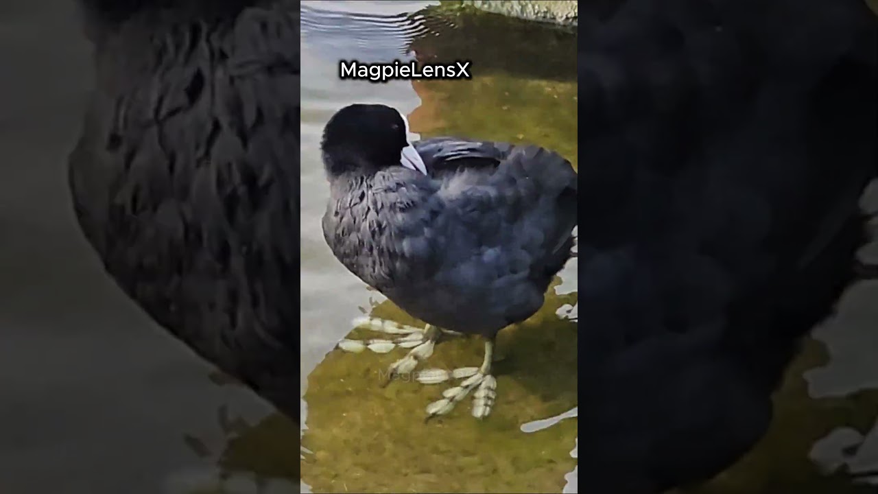 Coot 4K Fulica atra Europe Łyska #bird #magpielensx #duck #nature