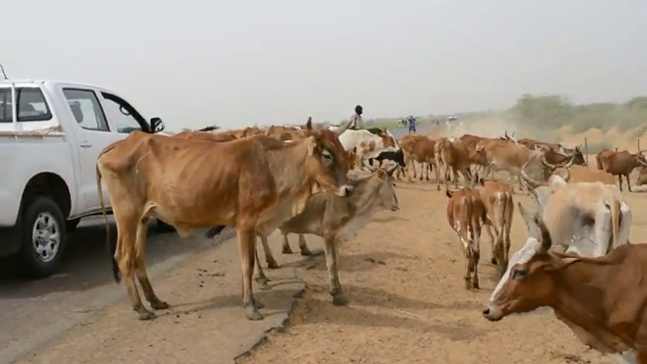 Progreslait Realiser par ComPro/ Diakhite Alioune