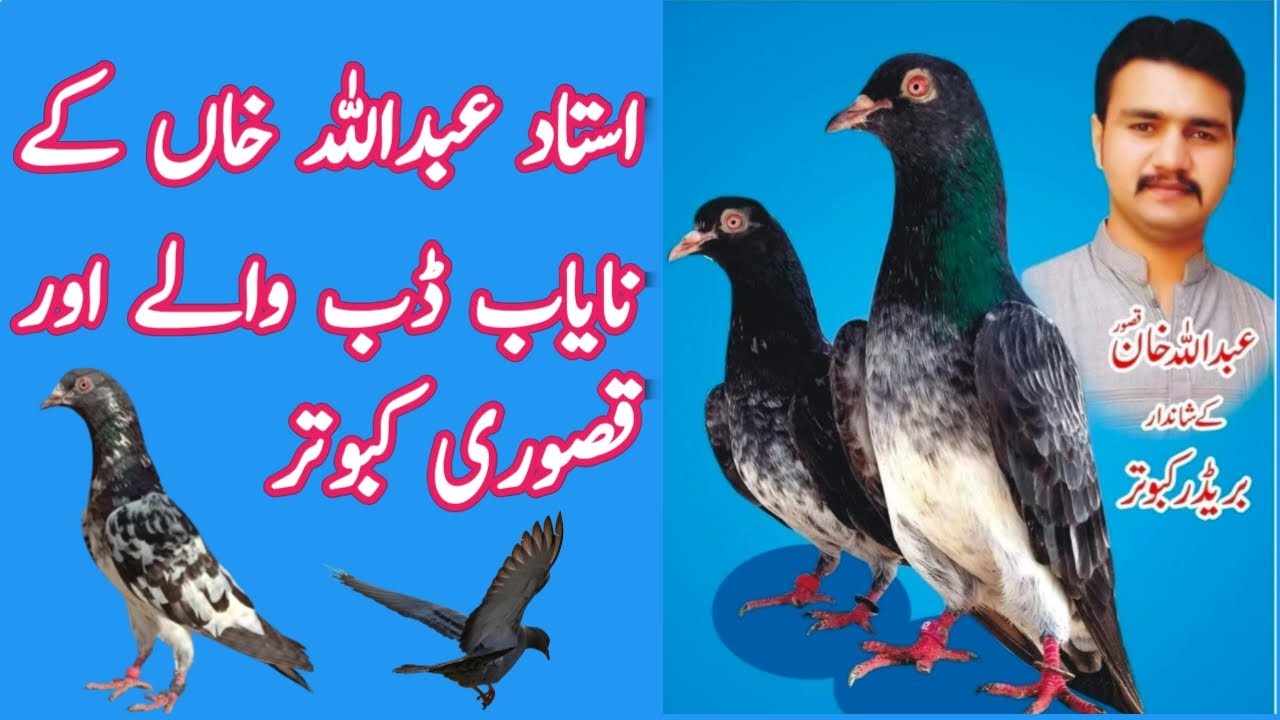 Asal kasoori kamager kabootar ki pehchan || Identification of Pure Kasuri Kamgar Kabutar 03126586107