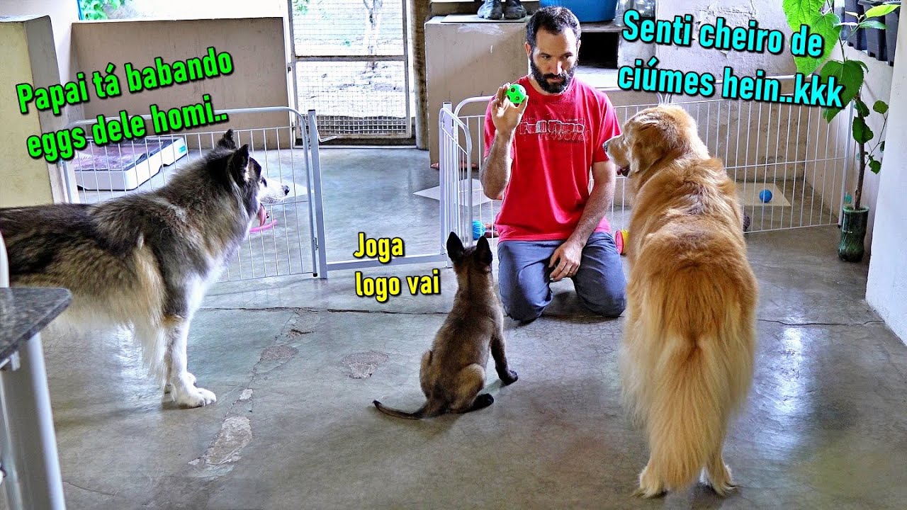 Filhote de Pastor Belga Malinois interagindo com os meus cães - (Olha o Husky)