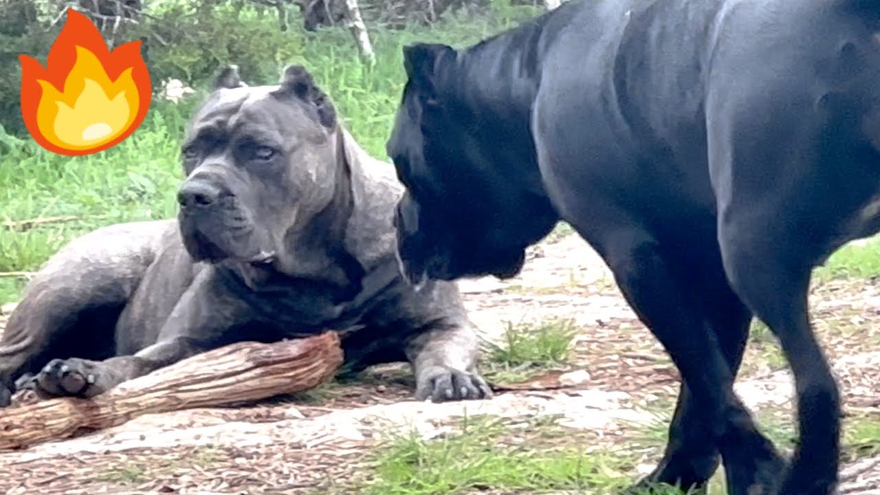 Cane Corso Dogs Always on Guard!
