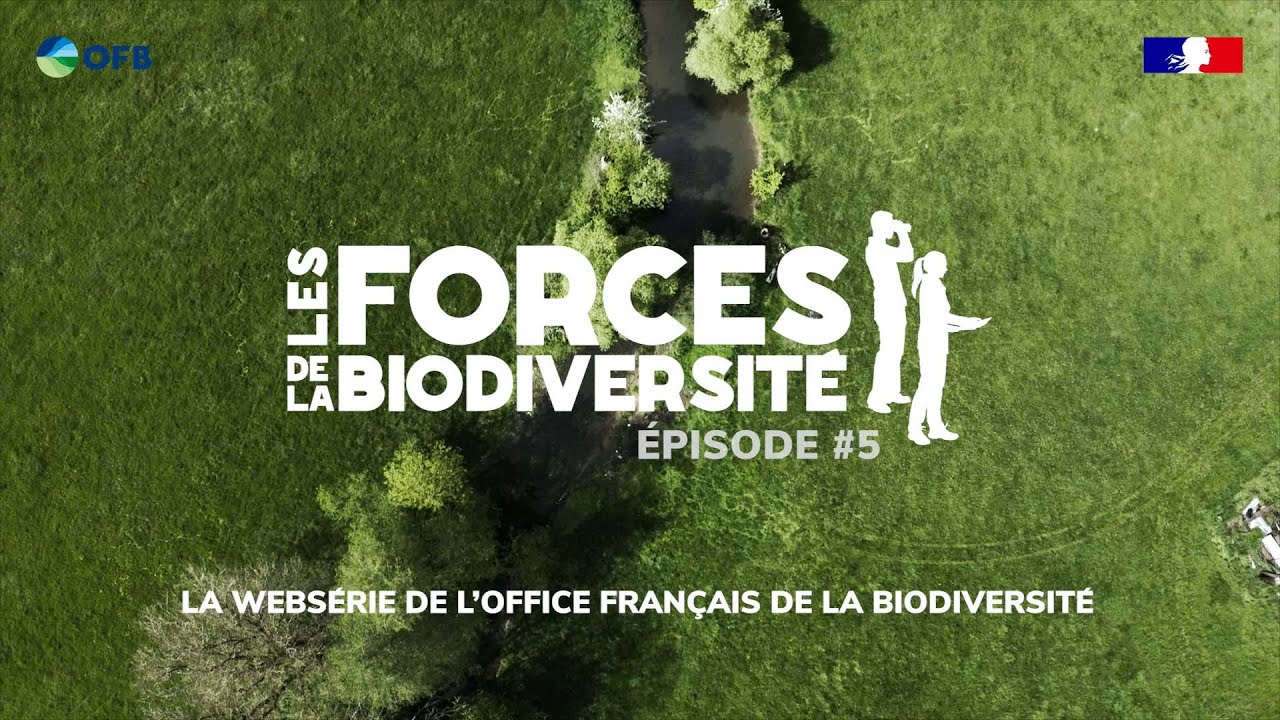 Les forces de la biodiversité #5 : Pollution de l’eau