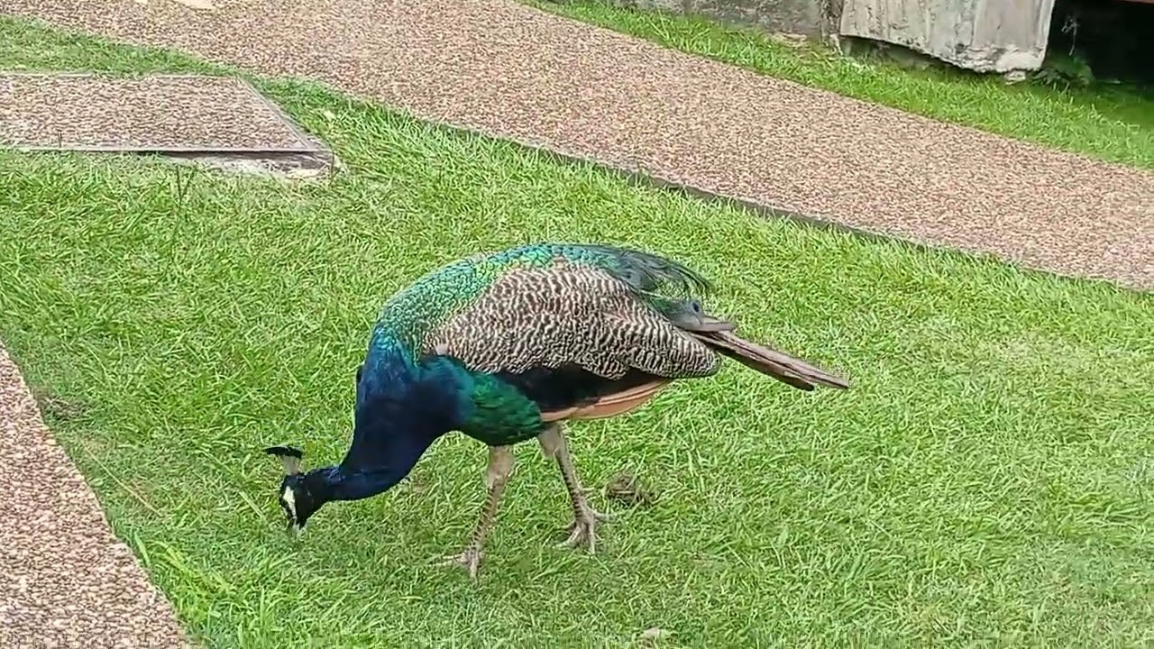 Pavos de las termas de Ayui 