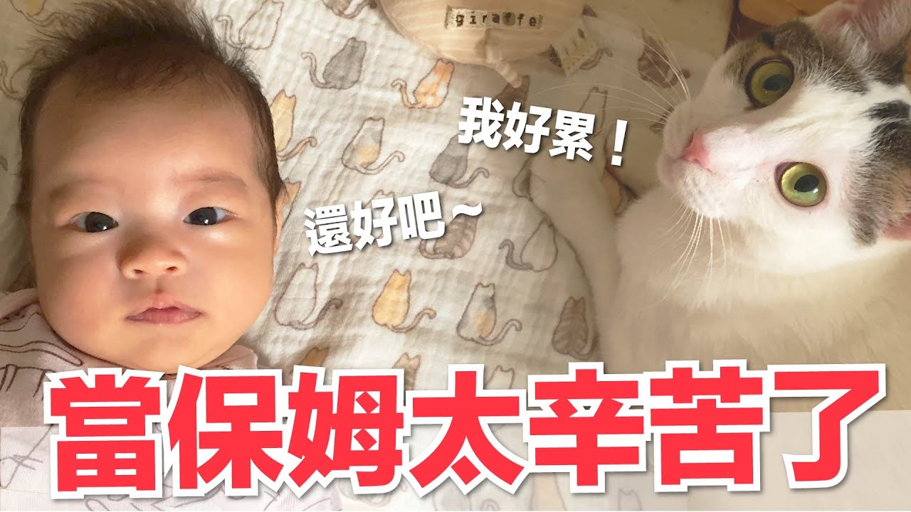 【小貓奴養成記EP6】貓咪覺得當保姆太辛苦了！本丸開始職業倦怠？
