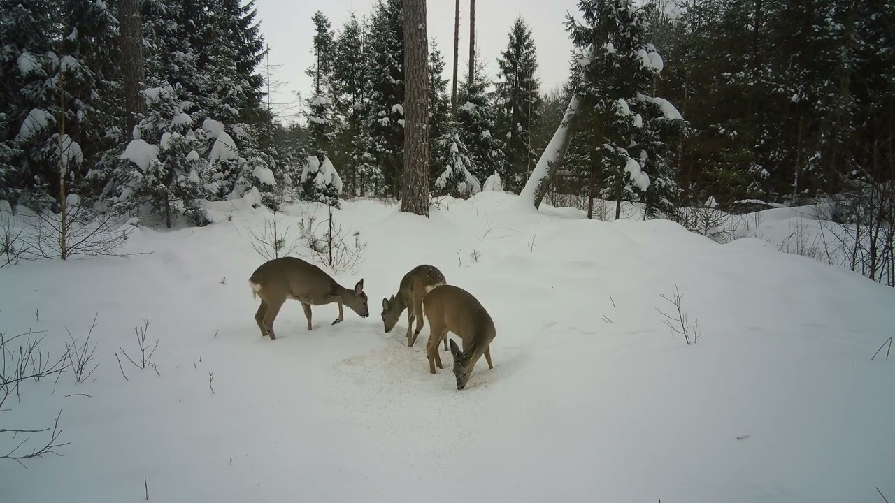 Lithuanian forest animals - roe deer,stirnos