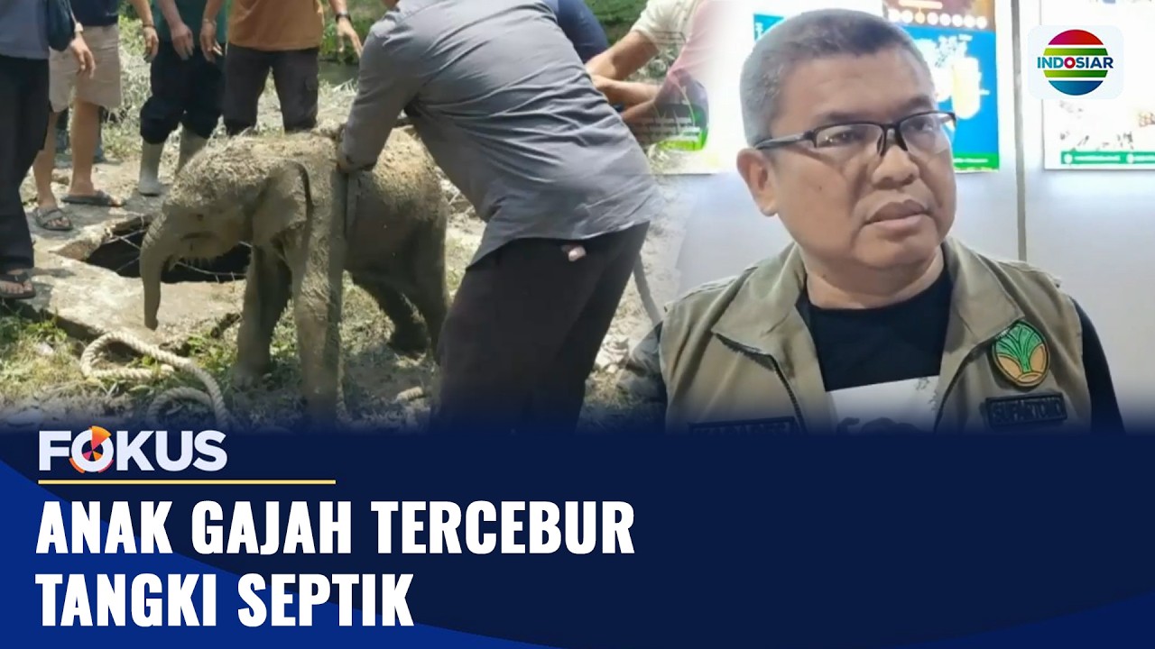 Anak Gajah Tercebur Tangki Septik | Fokus