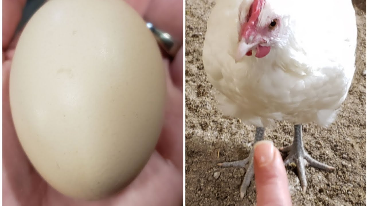 American Bresse - Introduction to dual purpose breeding - Part I