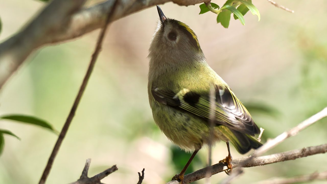 日本一小さな鳥キクイタダキ💛羽繕いや採餌😊